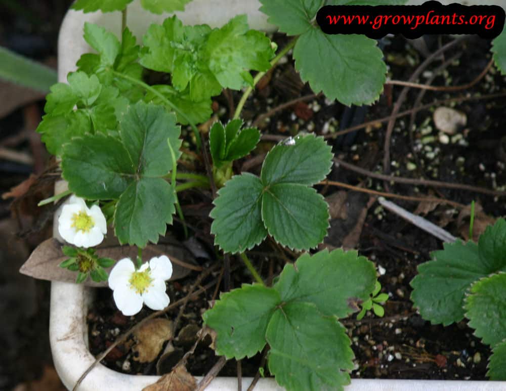 Growing Strawberry plant