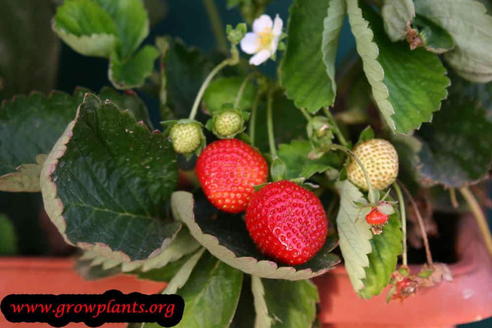 Strawberry plant care