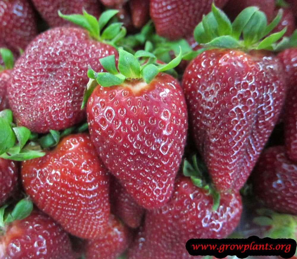 Strawberry plant fruits