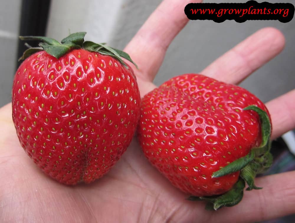 Strawberry grow and care