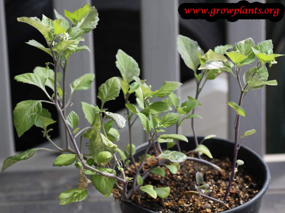 Growing Sunberry plant