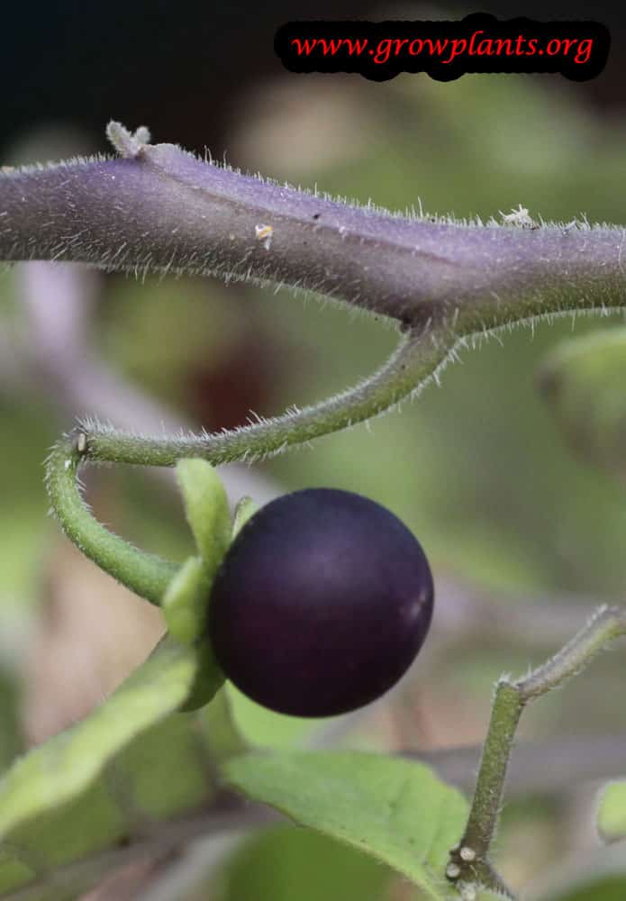 Sunberry plant fruits edible