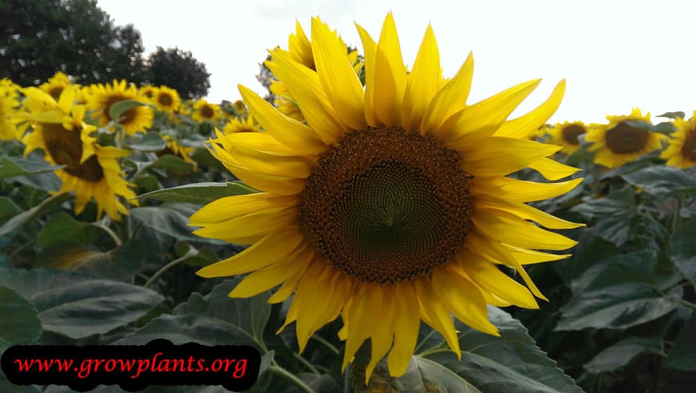 Sunflower plant care