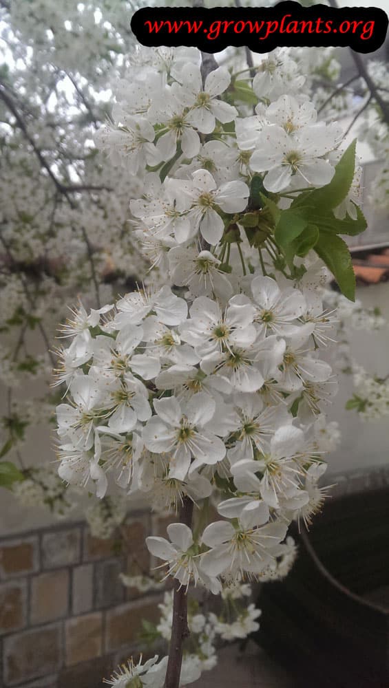 Sweet cherry tree flowers