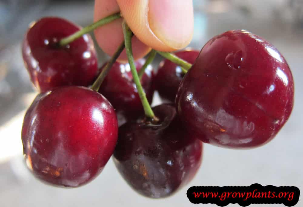 Sweet cherry tree fruits