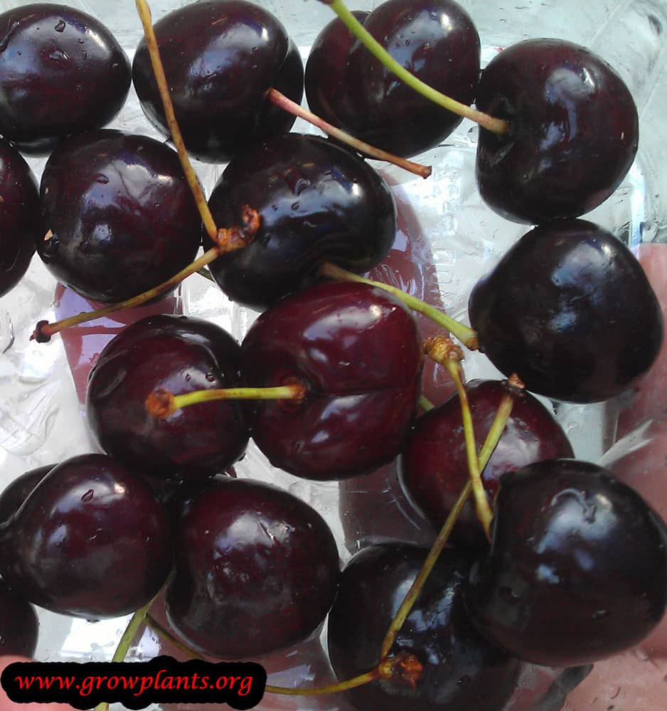 Sweet cherry tree fruits harvest