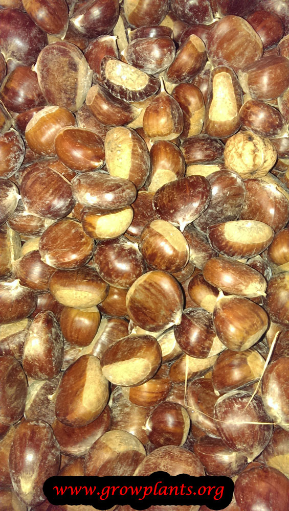 Sweet chestnut harvest