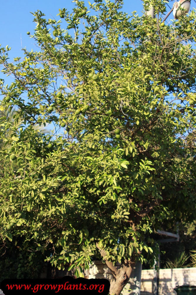 Sweet lime tree