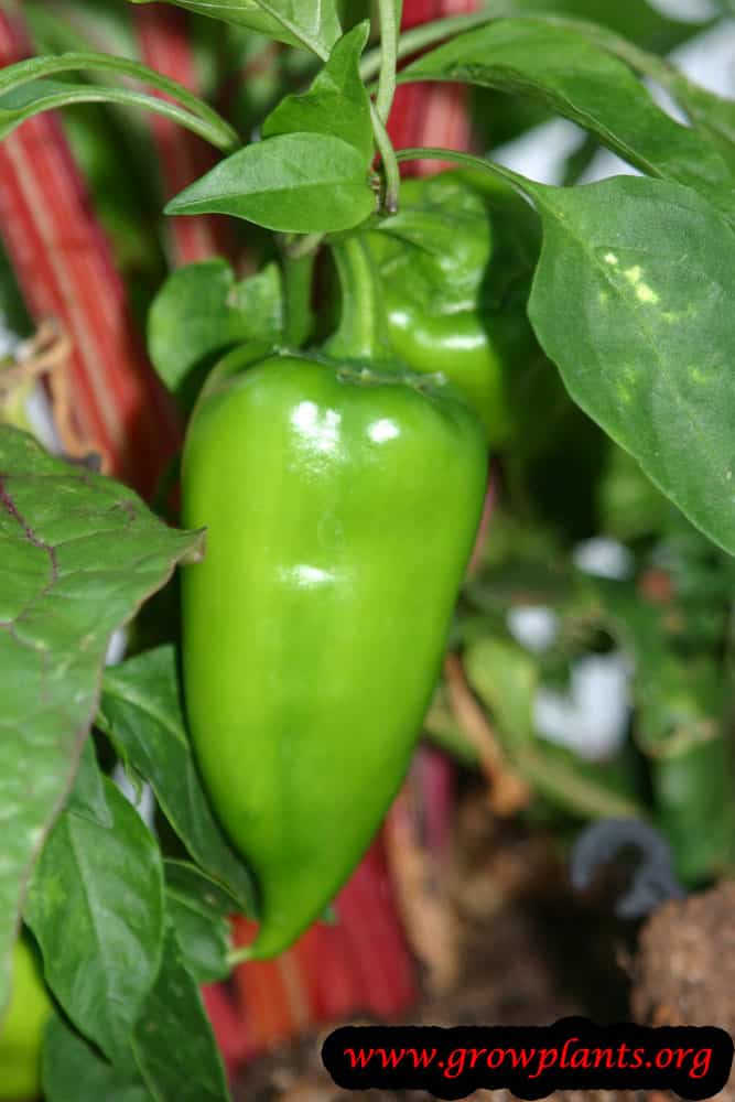 Sweet pepper plant care