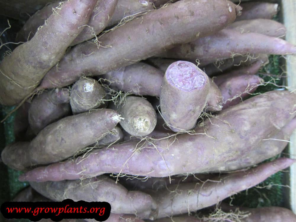 Purple Sweet potato harvest