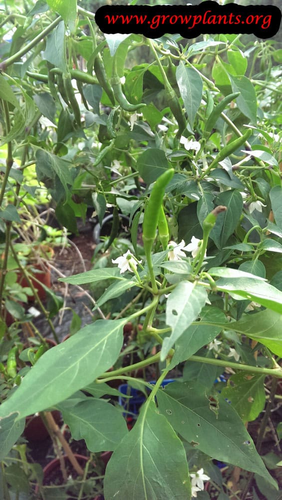 Growing Tabasco pepper