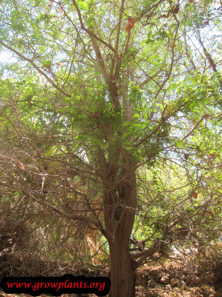 Tamarind tree care