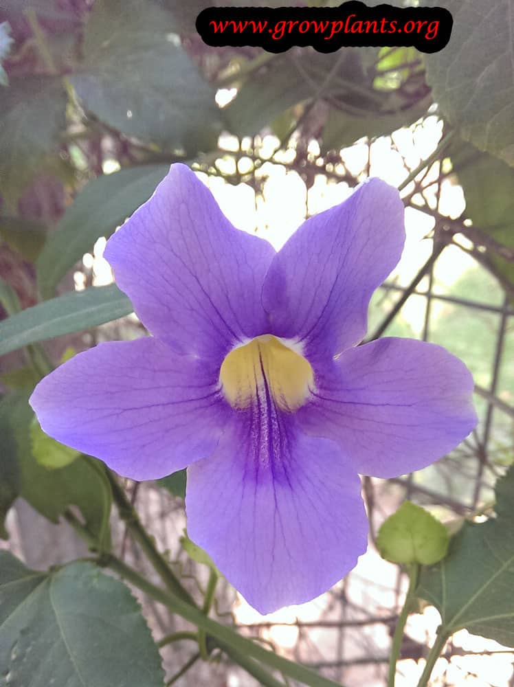 Growing Thunbergia laurifolia