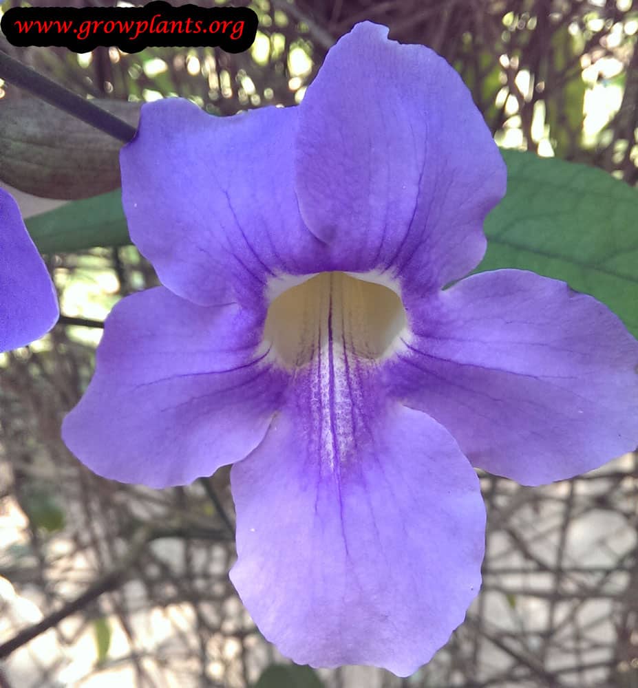 Thunbergia laurifolia flower