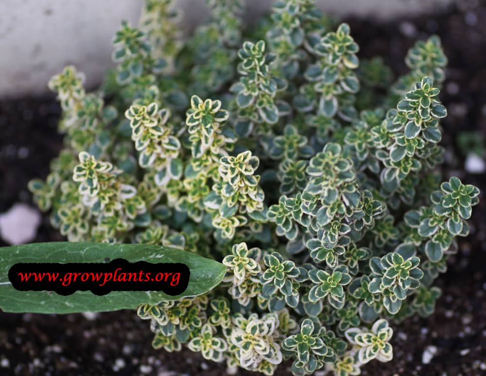 Thyme plant care