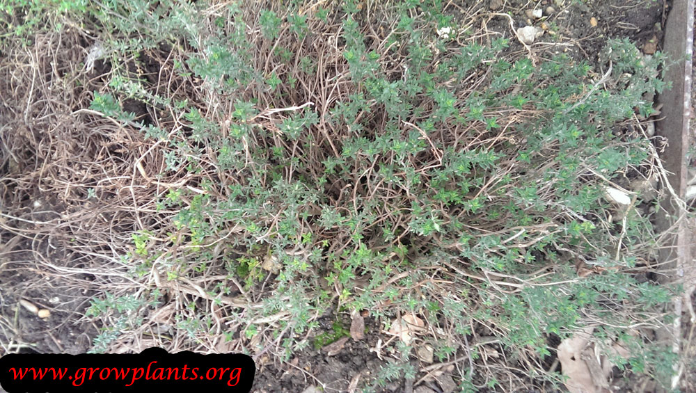 Growing Thymus vulgaris
