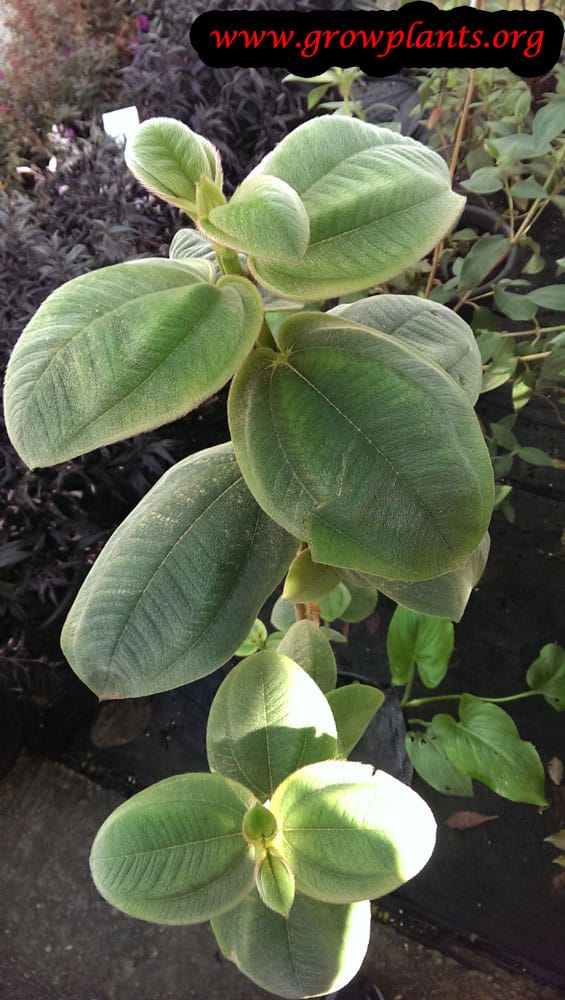 Tibouchina plant