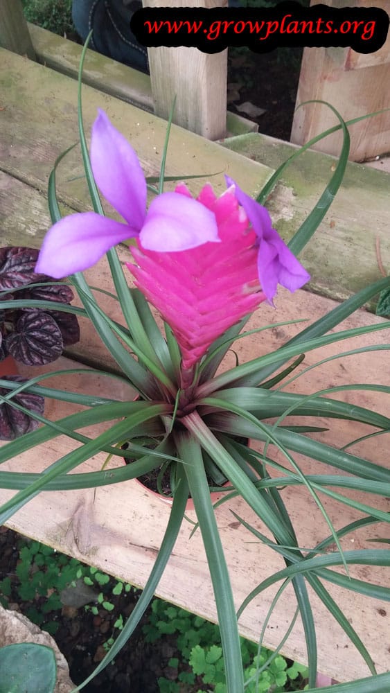 Tillandsia plant flower