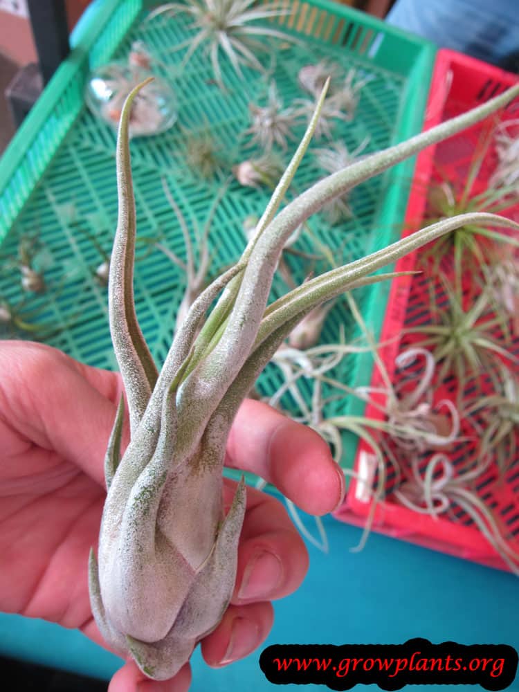 Tillandsia circinata plant