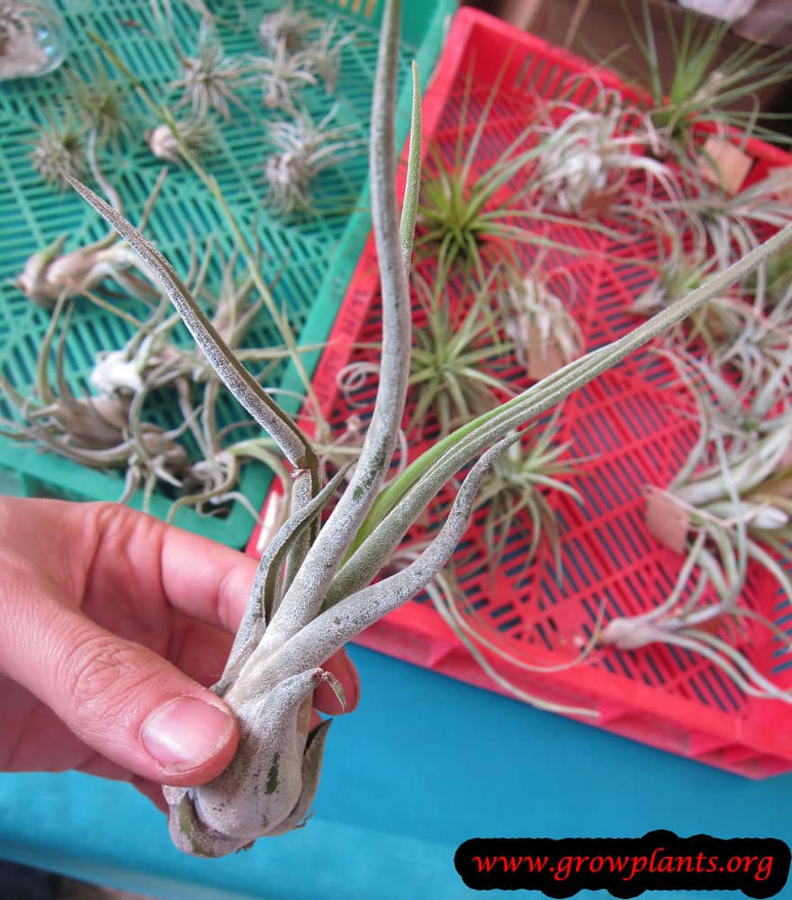 Growing Tillandsia circinata plant