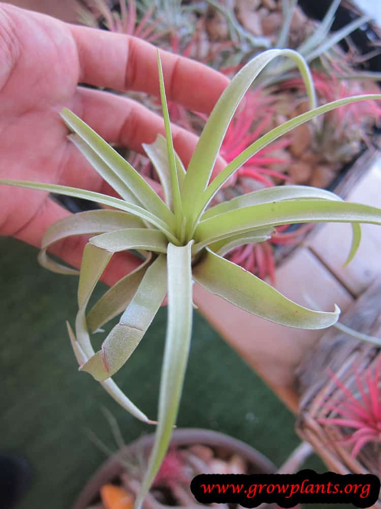 Growing Tillandsia fasciculata