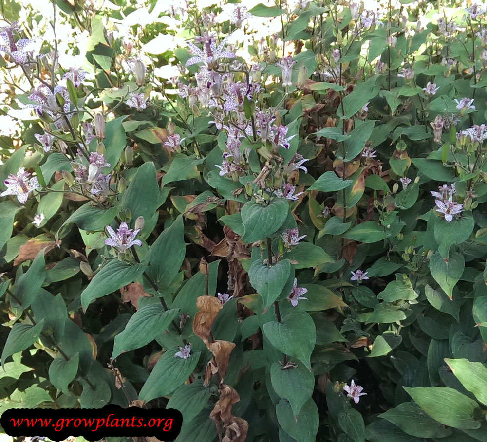 Toad lily plant