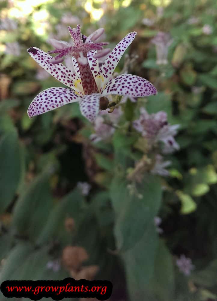 Toad lily plant flower