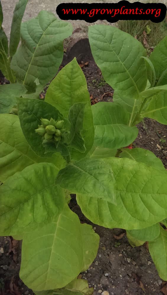 Growing Tobacco plant