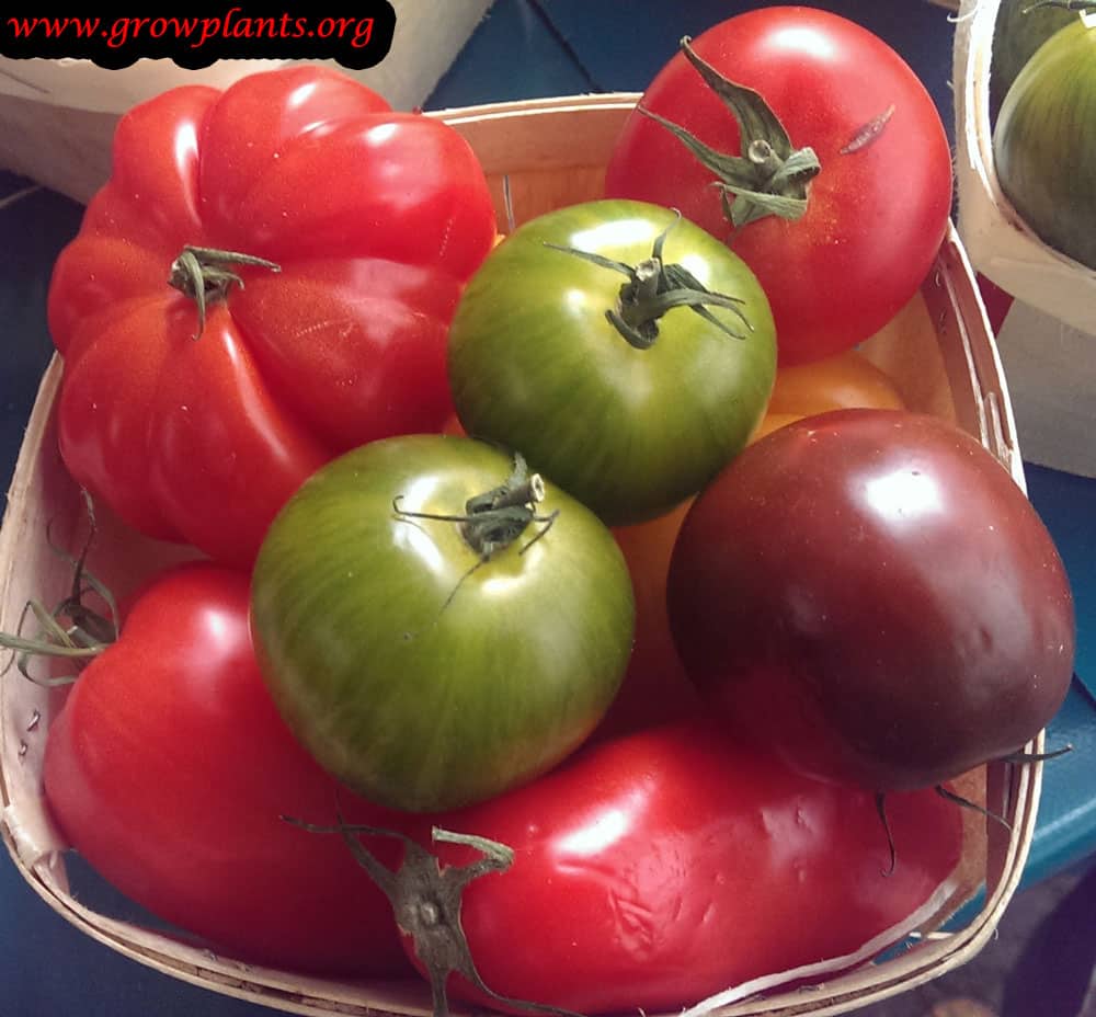 Tomato plant harvest