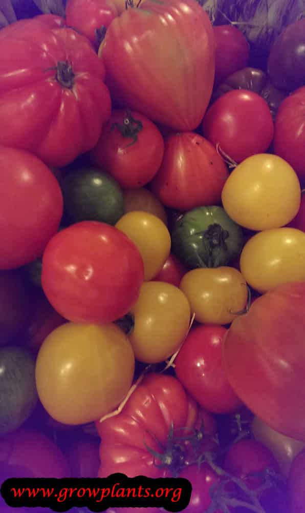 Tomato plant care