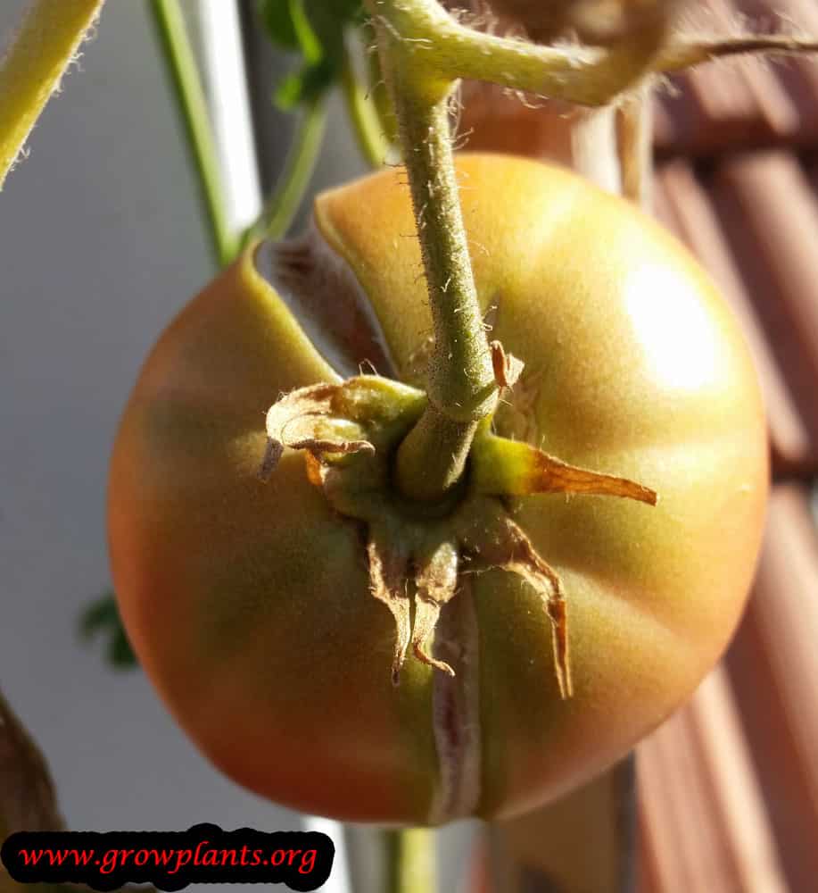 Tomato tree - what to do when fruit expolde