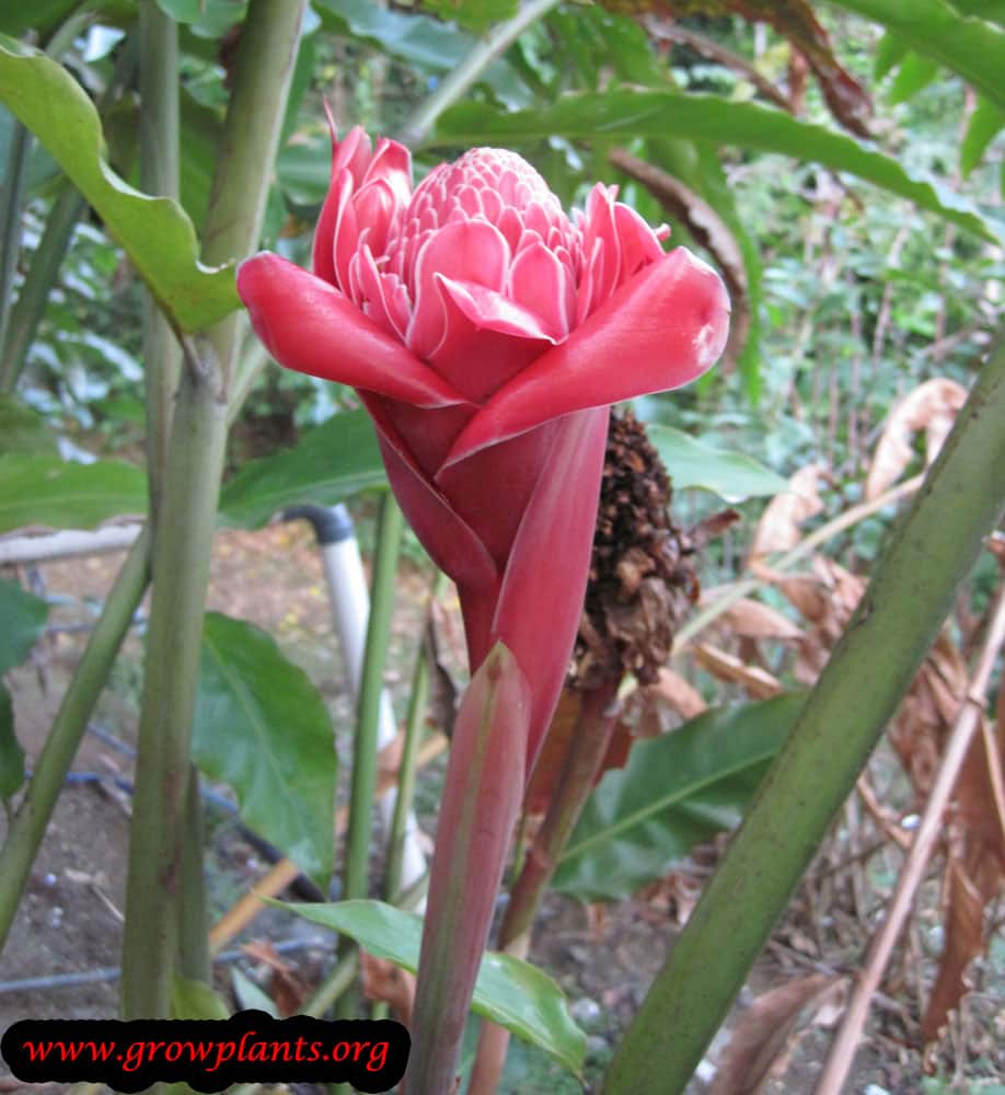 Growing Torch ginger