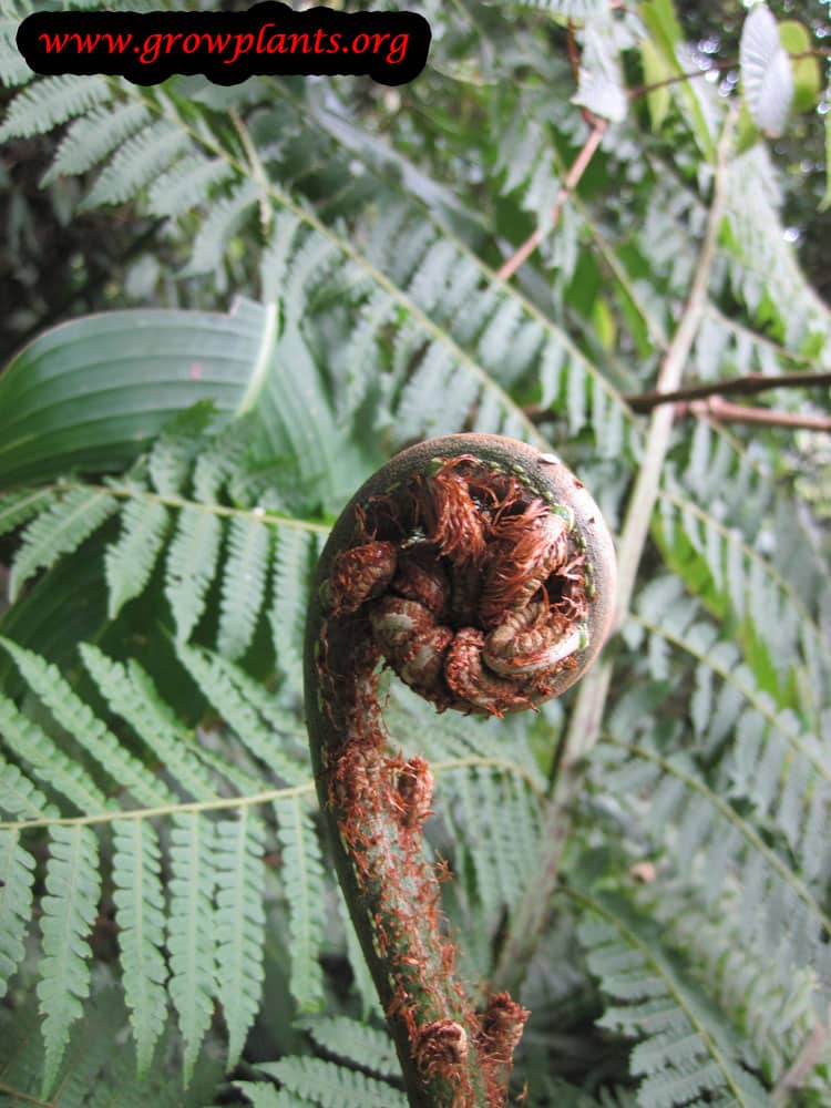 Growing Tree fern