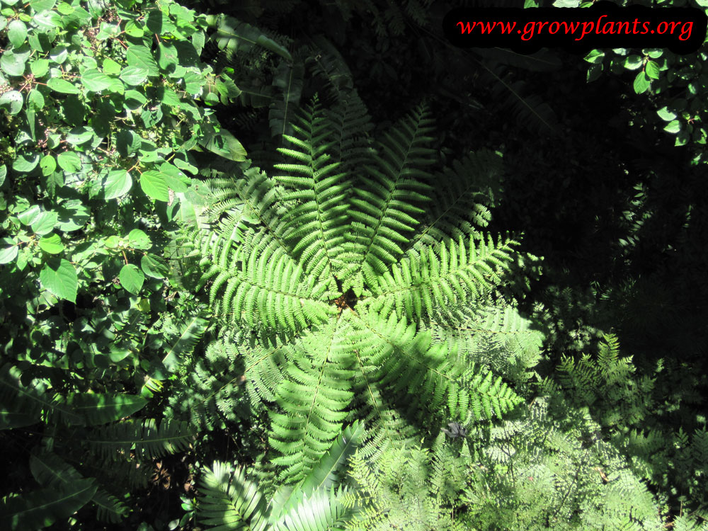 Tree fern plant