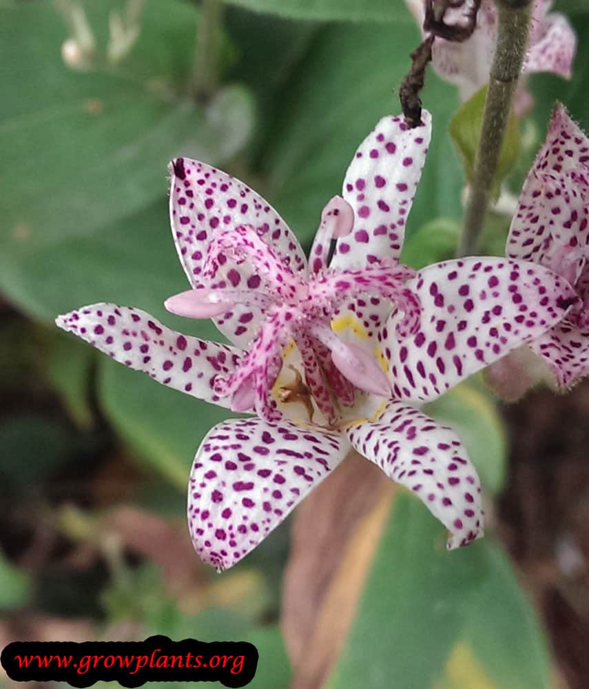 Tricyrtis formosana flower