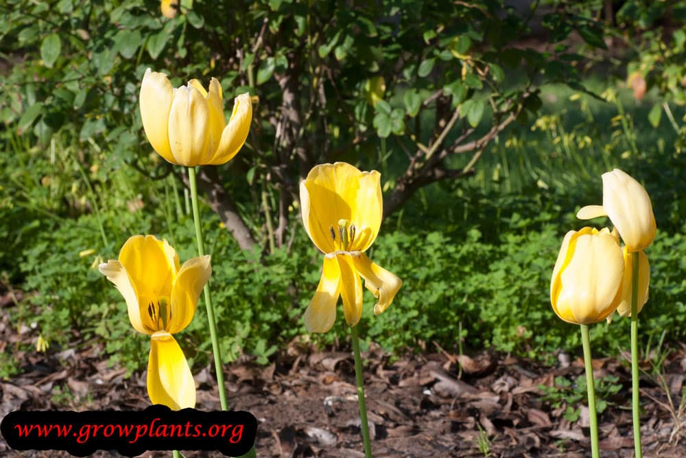 Yellow Tulip plant