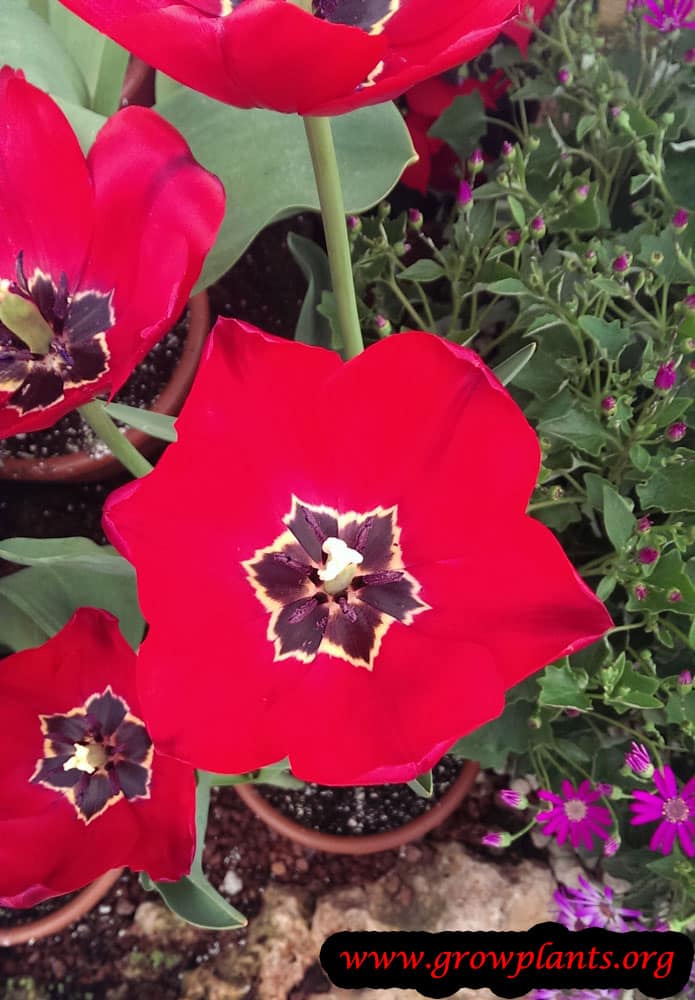 Tulip plant flower beauty