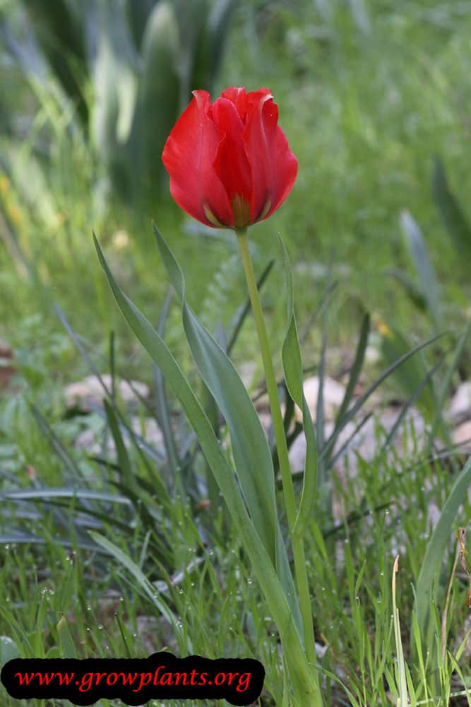 Tulip flower red