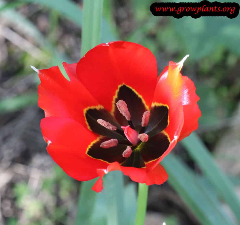 Tulip flower open