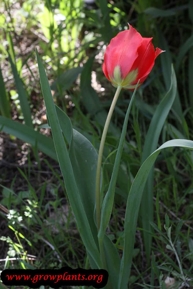Tulip flower pot