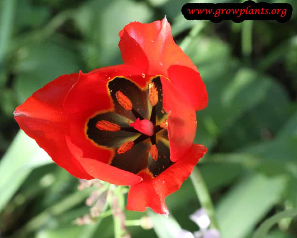 Tulip flower season
