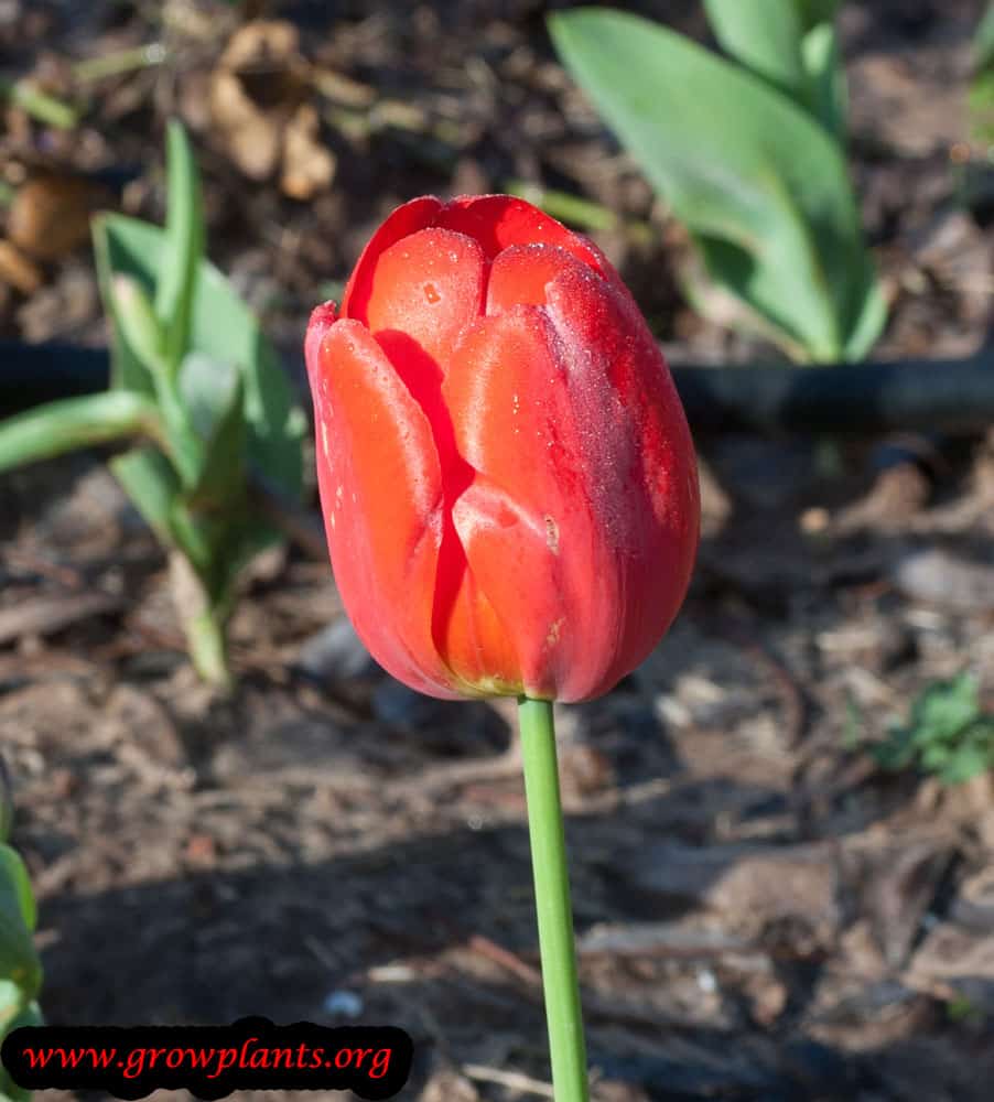 Red Tulip plant