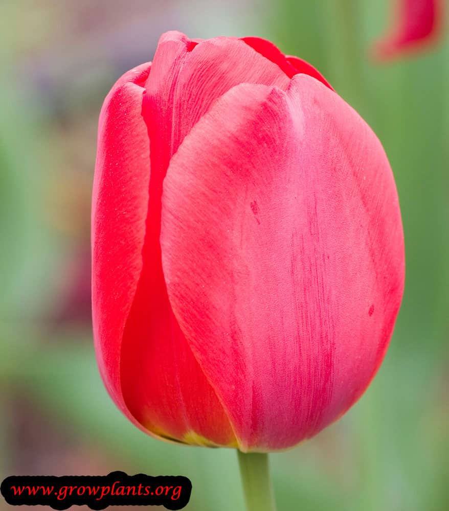 Tulip plant care