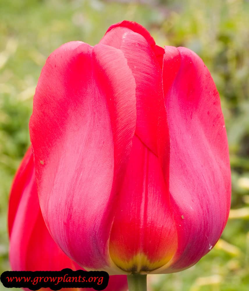 Tulip plant grow & care