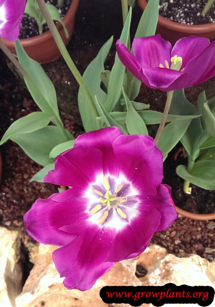 Purple Tulip plant
