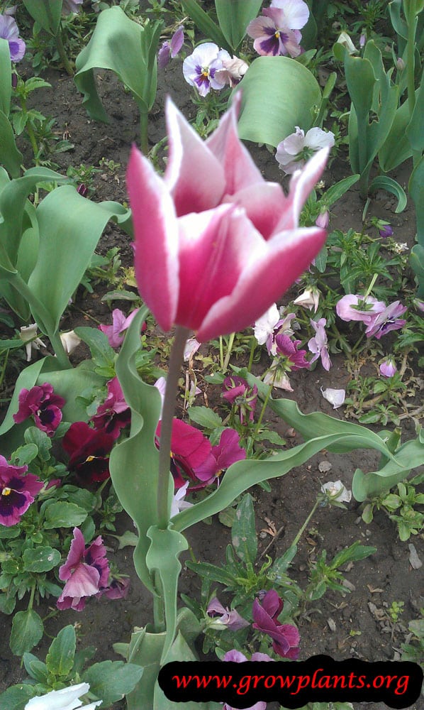 Tulip lily plant care