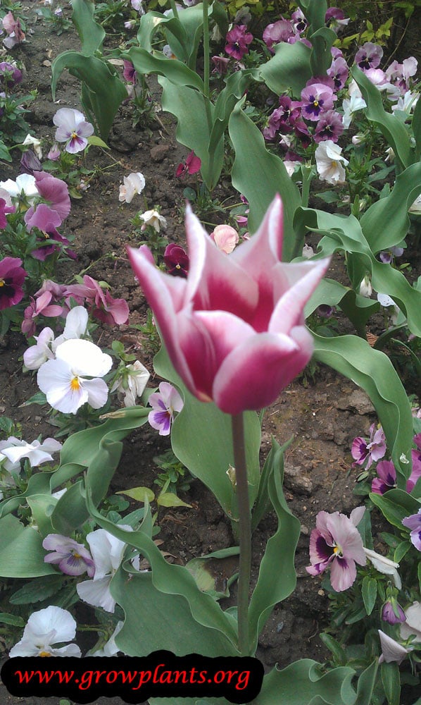 Beauty Tulip lily plant