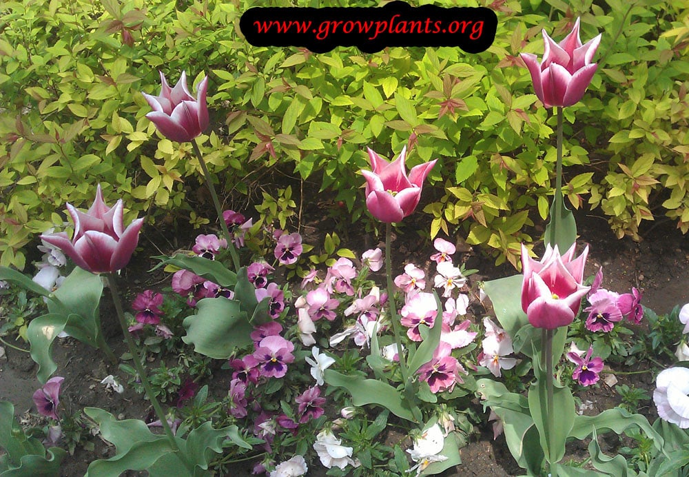 Purple Tulip lily plant