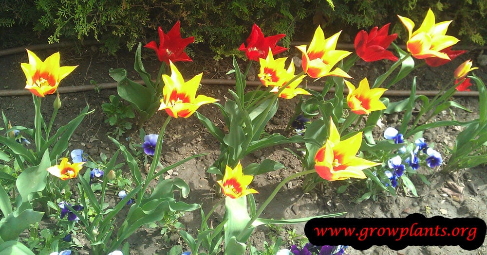 Yellow or red Tulip lily plant