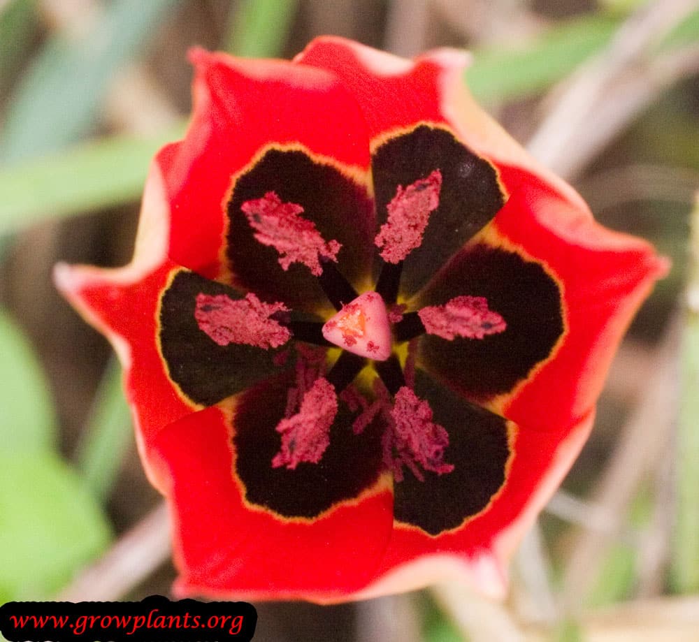 Growing Tulipa agenensis flower